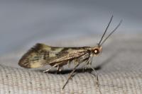 Denisia stipella