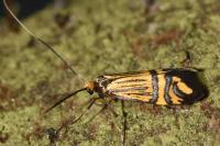 Nemophora ochsenheimerella