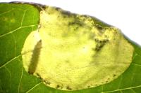 Antispila metallella