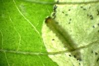 Antispila metallella