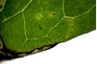 Antispila metallella