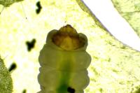 Antispila metallella