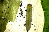 Antispila metallella