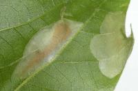 Phyllonorycter platani