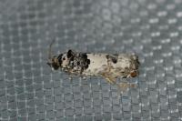 Epinotia thapsiana