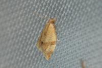 Clepsis consimilana