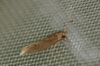 Opogona omoscopa