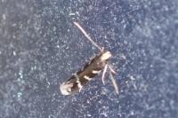 Oxypteryx wilkella