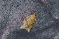 Clepsis consimilana