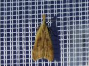 Dichomeris derasella