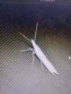 Ypsolopha mucronella