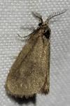 Bijugis bombycella