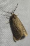 Bijugis bombycella
