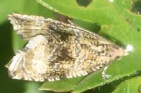 Celypha lacunana