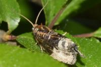 Hedya nubiferana