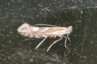 Phyllonorycter