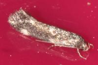 Apodia bifractella