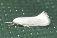 Elachista argentella