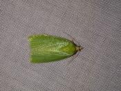 Tortrix viridana