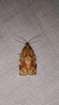 Archips xylosteana