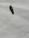 Incurvaria masculella