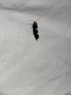 Incurvaria masculella