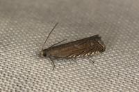 Grapholita caecana