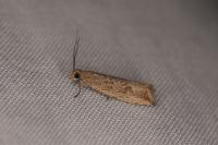 Bactra lancealana