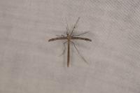 Agdistis