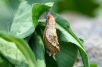 Anchinia cristalis