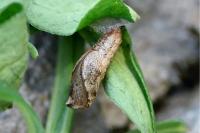 Anchinia cristalis