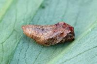 Anchinia cristalis
