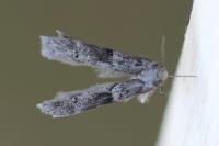 Blastobasis glandulella