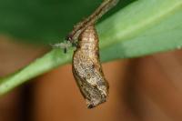 Anchinia cristalis