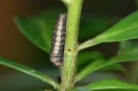 Anchinia cristalis