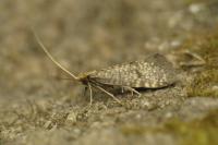 Nematopogon robertella