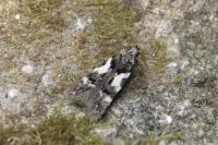 Teleiodes luculella
