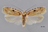 Agonopterix arenella
