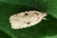Agonopterix arenella