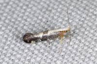 Argyresthia spinosella
