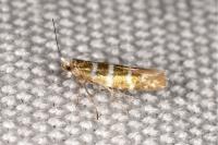 Argyresthia trifasciata