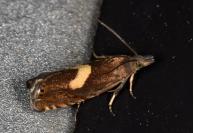 Dichrorampha petiverella