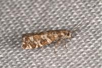 Epinotia tedella