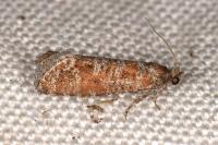 Rhyacionia pinivorana/miniatana