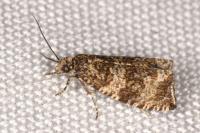 Celypha lacunana
