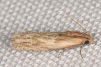 Eucosma