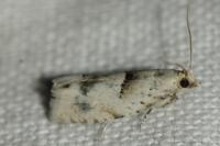 Epinotia bilunana