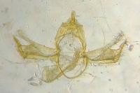 Blastobasis phycidella