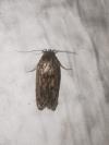 Hofmannophila pseudospretella