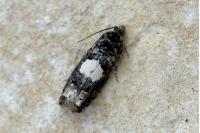 Epiblema cirsiana